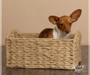 Chiweenie Dogs for adoption in Claremore, OK, USA