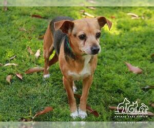 Medium Photo #1 Beagle-Chihuahua Mix Puppy For Sale in Irvine, CA, USA