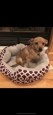 Chiranian Dogs for adoption in Charleston , WV, USA