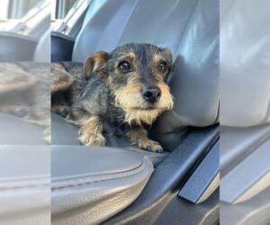 Mutt Dogs for adoption in Redwood City, CA, USA