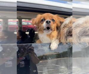 Chihuahua-Unknown Mix Dogs for adoption in San Antonio, TX, USA