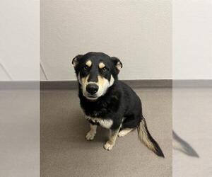 German Shepherd Dog-Unknown Mix Dogs for adoption in HESPERIA, CA, USA