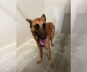 German Shepherd Dog-Unknown Mix Dogs for adoption in Rosenberg, TX, USA