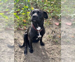 Labrador Retriever-Unknown Mix Dogs for adoption in Minneapolis, MN, USA