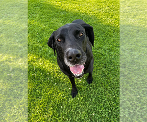 Great Dane Dogs for adoption in Evansville, IN, USA
