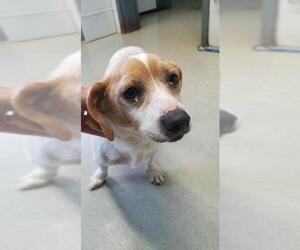 Beagi Dogs for adoption in Camden, TN, USA