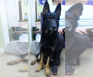 German Shepherd Dog-Unknown Mix Dogs for adoption in Holly Springs, MS, USA