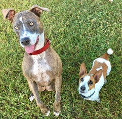 American Staffordshire Terrier Dogs for adoption in Bradenton, FL, USA