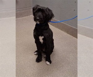 Poodle (Standard)-Unknown Mix Dogs for adoption in Las Vegas, NV, USA