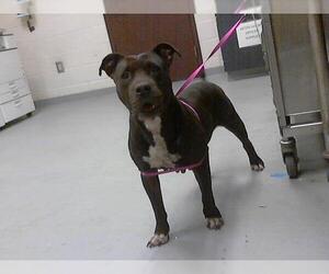 American Pit Bull Terrier Dogs for adoption in Fayetteville, NC, USA