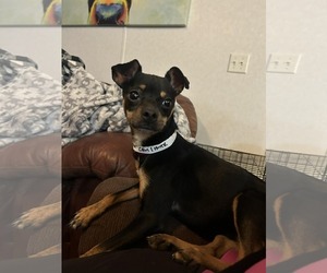 Chihuahua Dogs for adoption in Winter, WI, USA