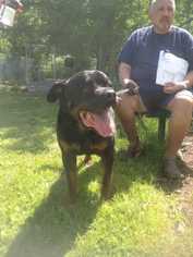 Rottweiler Dogs for adoption in Elmsford, NY, USA