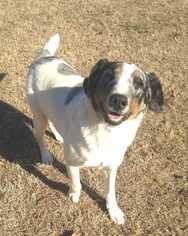 Sheprador Dogs for adoption in Conway, AR, USA
