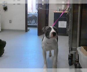 American Pit Bull Terrier Dogs for adoption in Fayetteville, NC, USA
