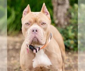 Mutt Dogs for adoption in Camarillo, CA, USA