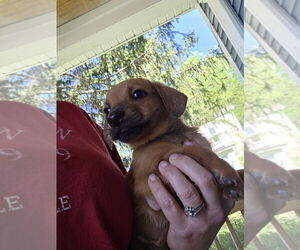 Chihuahua-Unknown Mix Dogs for adoption in Aurora, IN, USA