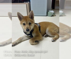 Shiba Inu-Unknown Mix Dogs for adoption in Agoura Hills, CA, USA