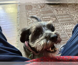 - Mix Dogs for adoption in Monkton, MD, USA