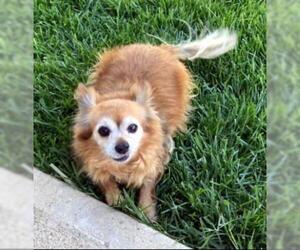 Chiranian Dogs for adoption in Ventura, CA, USA