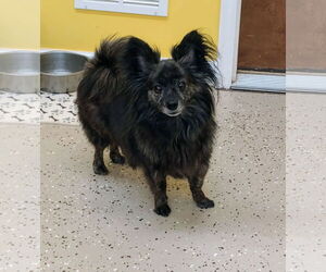 Pomeranian Dogs for adoption in York, SC, USA