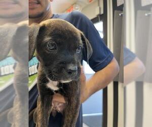 Staffordshire Bull Terrier Dogs for adoption in Sugar Land, TX, USA