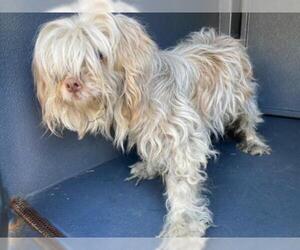 Maltese Dogs for adoption in Long Beach, CA, USA