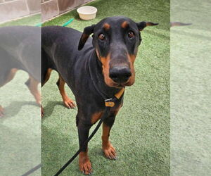 Doberman Pinscher Dogs for adoption in Lakewood, CO, USA