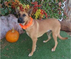 Black Mouth Cur-Unknown Mix Dogs for adoption in Oklahoma City, OK, USA