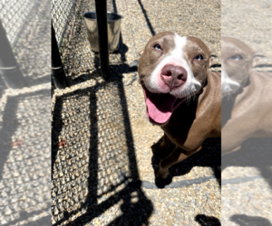 Mutt Dogs for adoption in Hilton Head, SC, USA