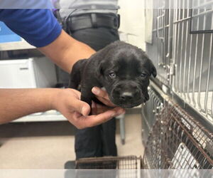 Mutt Dogs for adoption in San Bernardino, CA, USA