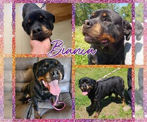 Rottweiler Dogs for adoption in Blacksburg, SC, USA
