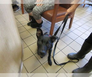 Labrador Retriever-Unknown Mix Dogs for adoption in Ocala, FL, USA