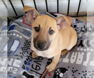 Mountain Cur-Unknown Mix Dogs for adoption in Plainfield, IL, USA
