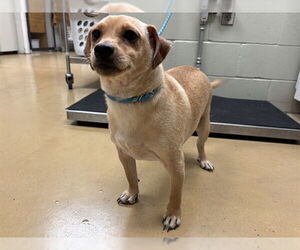 Chiweenie Dogs for adoption in Minneapolis, MN, USA