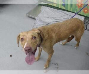 Labrador Retriever-Unknown Mix Dogs for adoption in Waco, TX, USA