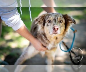 Australian Shepherd Dogs for adoption in Brewster, NY, USA