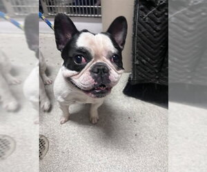 French Bulldog Dogs for adoption in Alameda, CA, USA