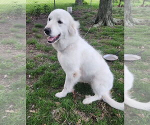 Great Pyrenees Dogs for adoption in New Orleans, LA, USA