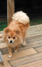 Pomeranian Dogs for adoption in Waleska, GA, USA
