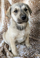 Shepradors Dogs for adoption in Nashville, TN, USA