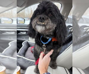 Peke-A-Poo Dogs for adoption in Plymouth, MN, USA