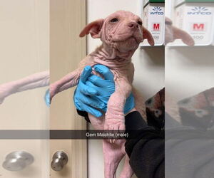 Mutt Dogs for adoption in New York, NY, USA