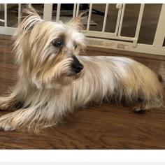 Silky Terrier Dogs for adoption in Centreville, VA, USA