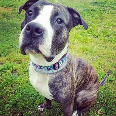 Bullboxer Pit Dogs for adoption in Gloversville, NY, USA
