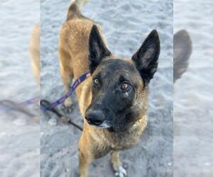 Mutt Dogs for adoption in Fort Lauderdale, FL, USA