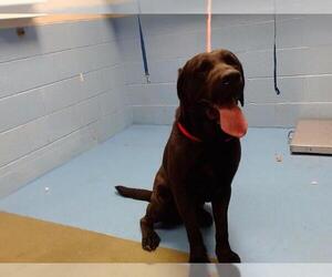 Labrador Retriever-Unknown Mix Dogs for adoption in Moreno Valley, CA, USA