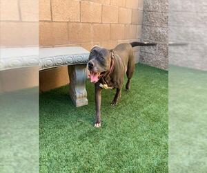 American Pit Bull Terrier-Unknown Mix Dogs for adoption in Moreno Valley, CA, USA