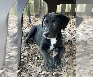 Labrador Retriever-Unknown Mix Dogs for adoption in Raleigh, NC, USA