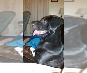 Labrador Retriever-Unknown Mix Dogs for adoption in Sumter, SC, USA