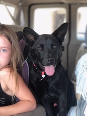 Chow Chow-Labrador Retriever Mix Dogs for adoption in San Diego, CA, USA